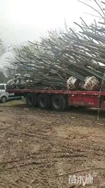 19公分黄山栾树