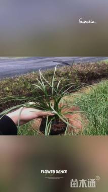 高度15厘米葱兰