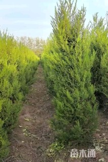 高度150厘米蜀桧