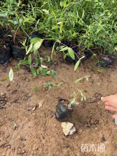 高度25厘米金丝桃