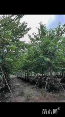 12公分红花羊蹄甲