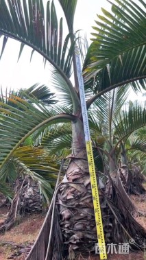 裸干高60厘米酒瓶椰子