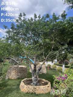 35公分红果冬青