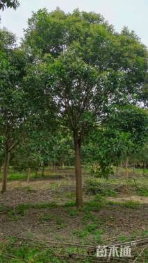 20公分大叶女贞