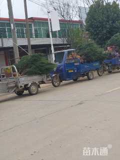 高度150厘米河南桧