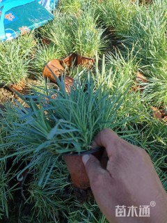 高度15厘米常夏石竹