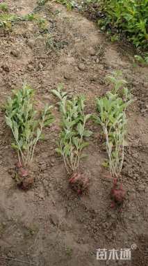 高度50厘米胶东卫矛