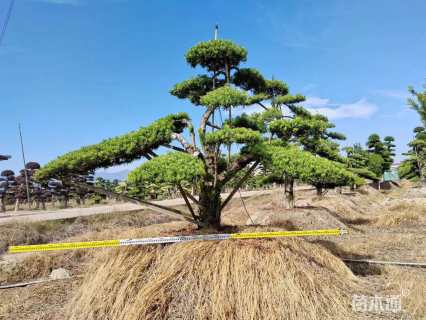 移栽苗造型罗汉松