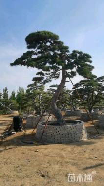 38公分造型油松