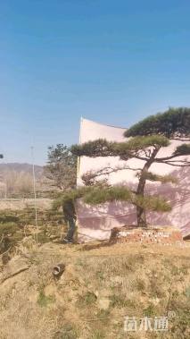 17公分造型油松