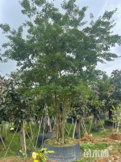 25公分多杆铁冬青