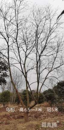22公分乌桕