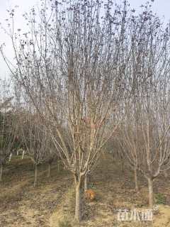 10公分小叶紫薇