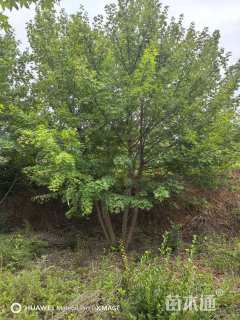 高度600厘米丛生五角枫