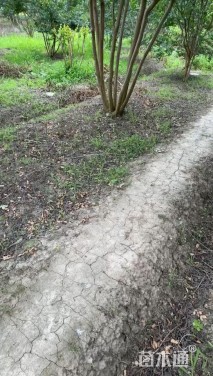 冠幅200厘米亮晶女贞球