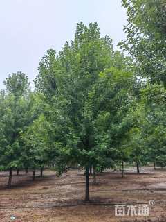 15公分美国红枫-红冠