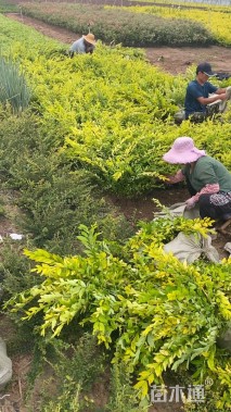 高度40厘米金叶水蜡