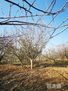 16公分日本晚樱