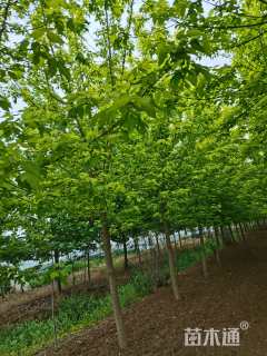 12公分金叶复叶槭