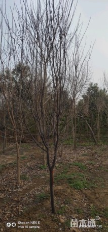 高度500厘米丛生五角枫