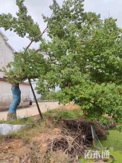 30公分造型乌桕