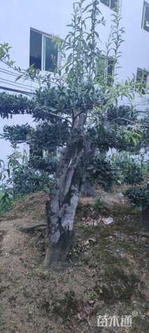 高度300厘米金弹子