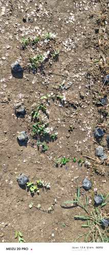 30厘米花叶络石