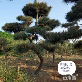 15公分造型黑松