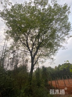 40公分朴树