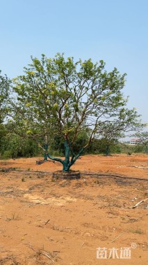 25公分(1杆)丛生香橼