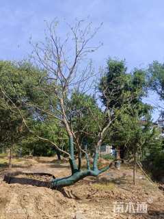 35公分造型乌桕