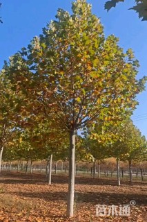 21公分速生法桐