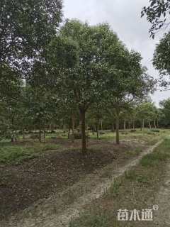 18公分大叶女贞