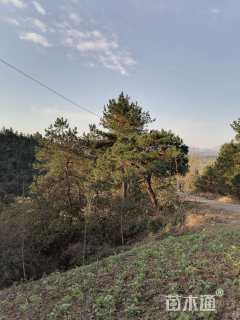 高度800厘米油松