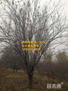 30公分西府海棠