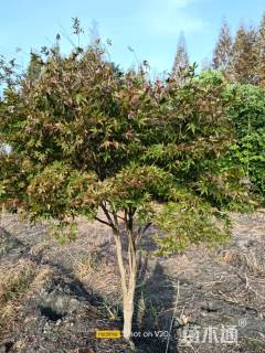 10公分中国红枫