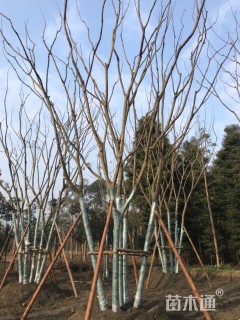 75公分(5杆)丛生栾树