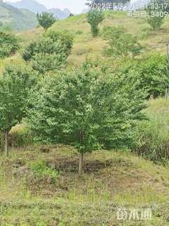 30公分日本晚樱