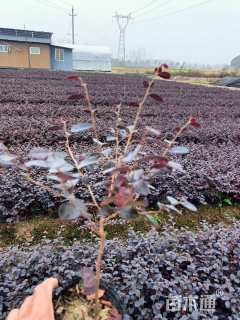 高度35厘米红花继木