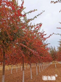 12公分美国红枫