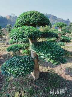 45公分造型小叶女贞