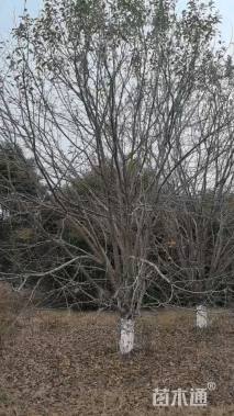 25公分绚丽海棠