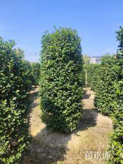 高度280厘米茶梅柱