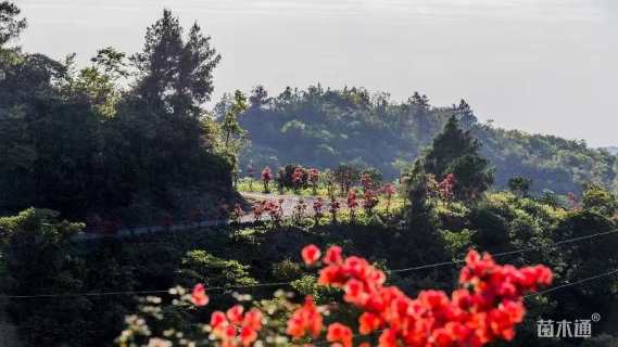 高度150厘米映山红