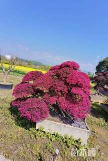 高度280厘米红花继木