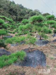 10公分造型黑松