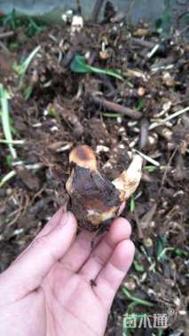 高度20厘米美人蕉