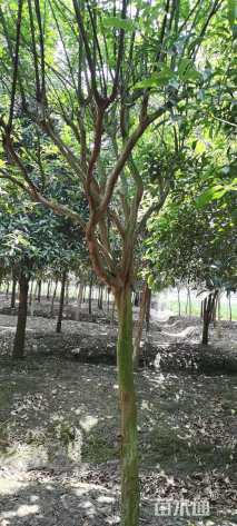 高度3000厘米大红紫薇