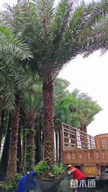 裸干高400厘米银海枣