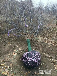 10公分木瓜海棠